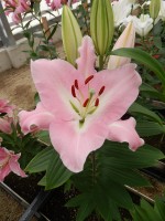 [5535 PO38 Pink Mist No02.JPG]